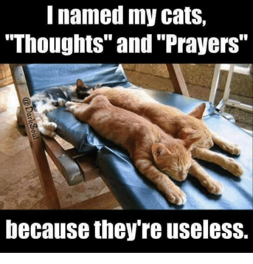 named-my-cats-thoughts-and-prayers-because-they-re-useless-19768204